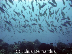Ron's Point at Bunaken - North Sulawesi - Indonesia by Julius Bernardus 